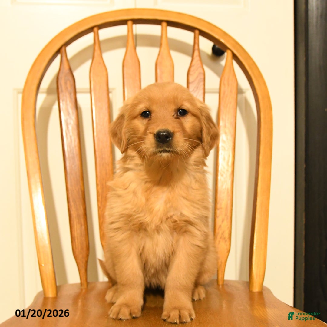 Golden Retriever dogs for sale: Butterscotch - Ad 4