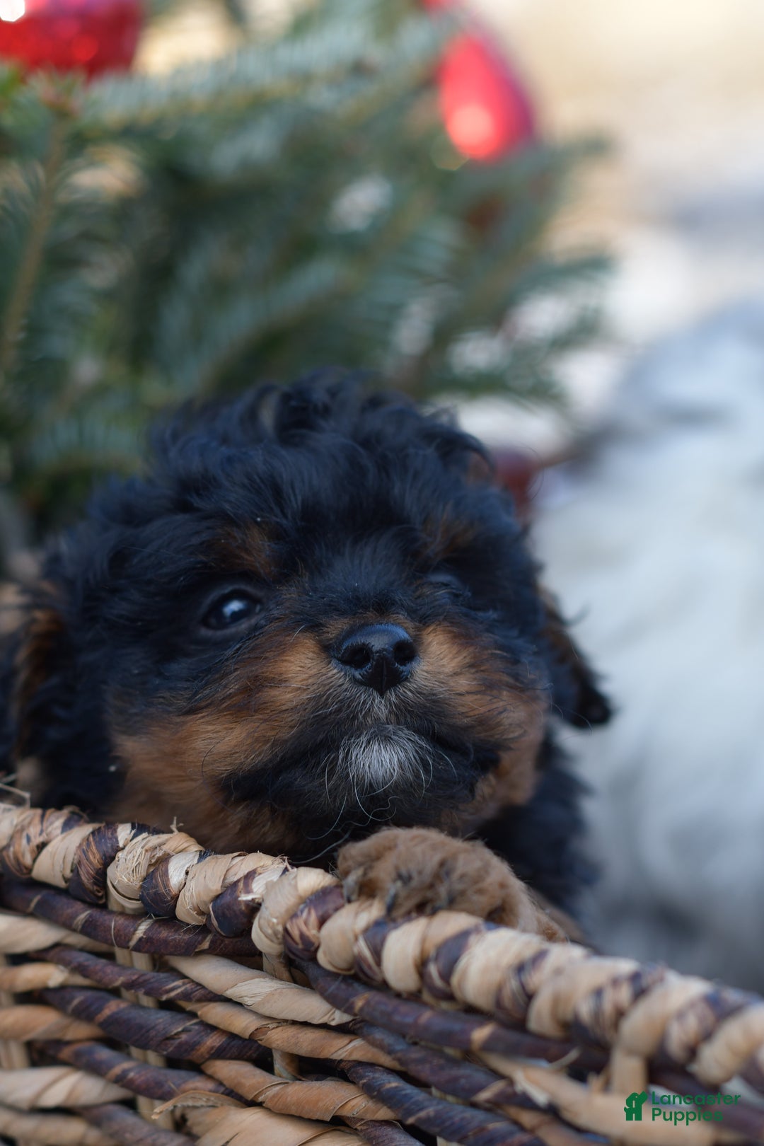 Mini Aussiedoodle dogs for sale: Grizzly - Ad 21