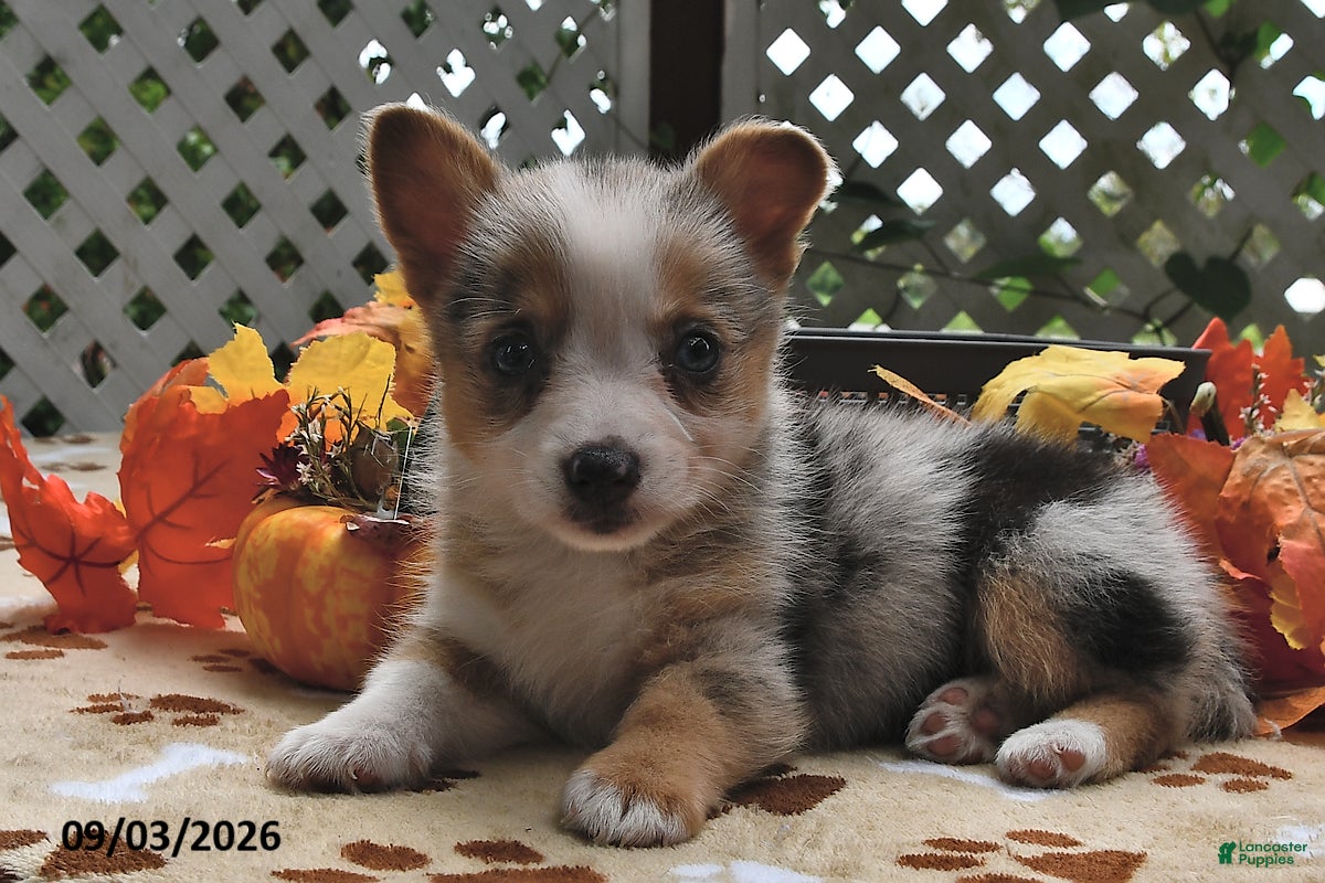 Welsh Corgi Pembroke dogs Bella    - Ad 1