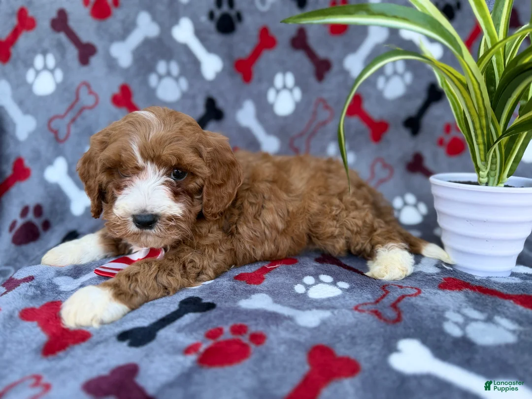Cavapoo dogs for sale: Topher - Ad 8
