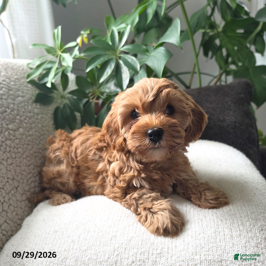 Cavapoo dogs Pippi - Ad 2