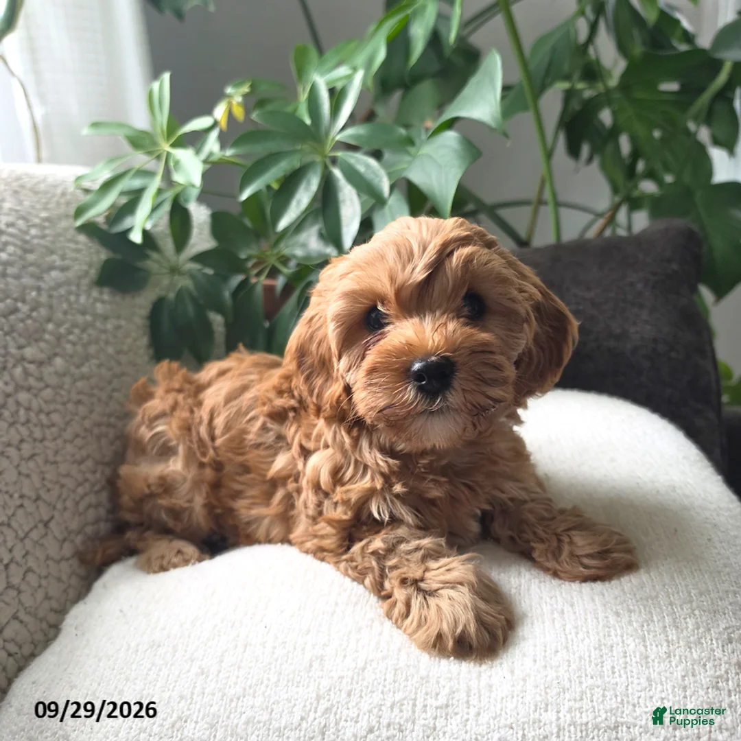 Cavapoo dogs for sale: Pippi - Ad 2