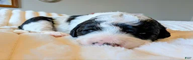 The Gentle Playmate