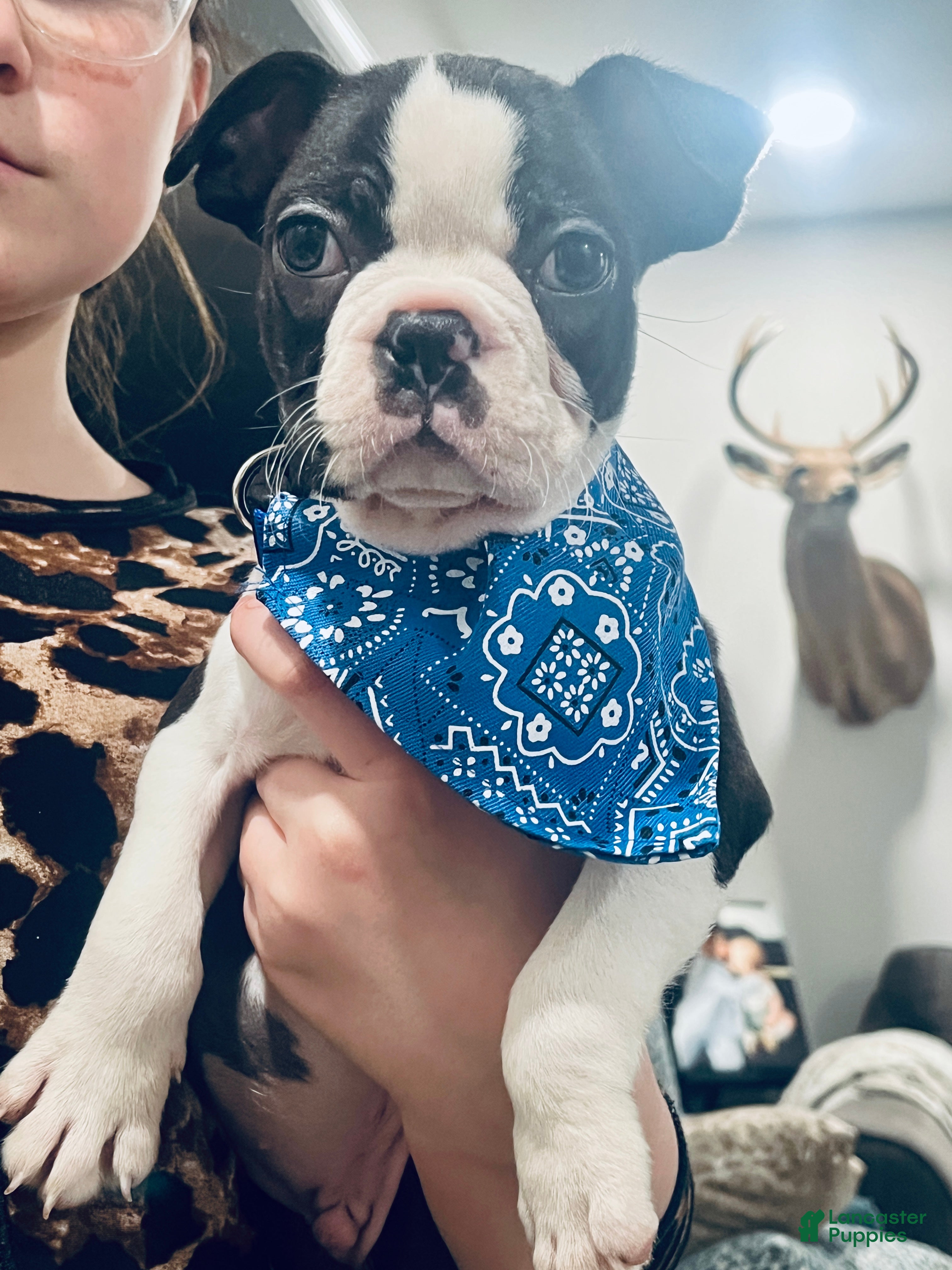 Boston Terrier dogs Oreo (CKC)  - Ad 1