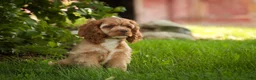 Cocker Spaniel dogs for sale: Alexa Cocker Spaniel  - Ad 4