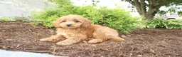 Cavapoo dogs for sale: Acorn - Ad 5