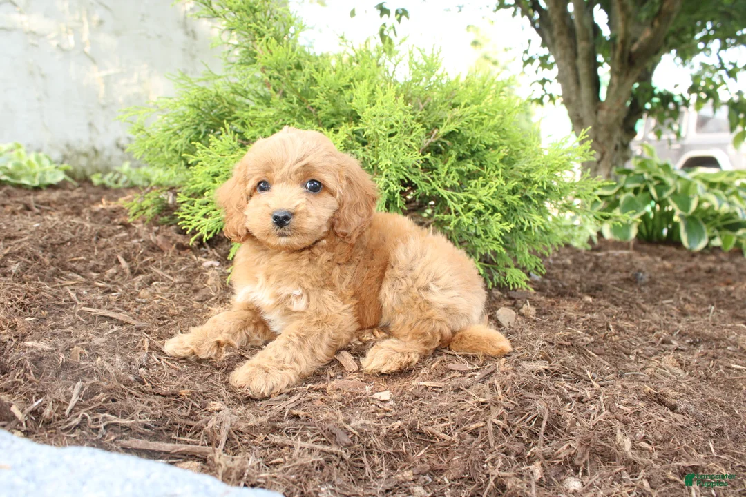 Cavapoo dogs for sale: Acorn - Ad 5