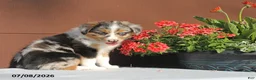 Miniature Australian Shepherd dogs for sale: Ashley - Ad 3