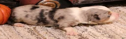 Toy Australian Shepherd dogs for sale: Ice blue merle - Ad 3