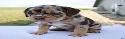 Beabull dogs for sale: Milo - Ad 3
