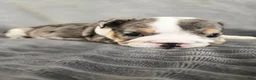 English Bulldog dogs for sale: Rosie - Ad 1