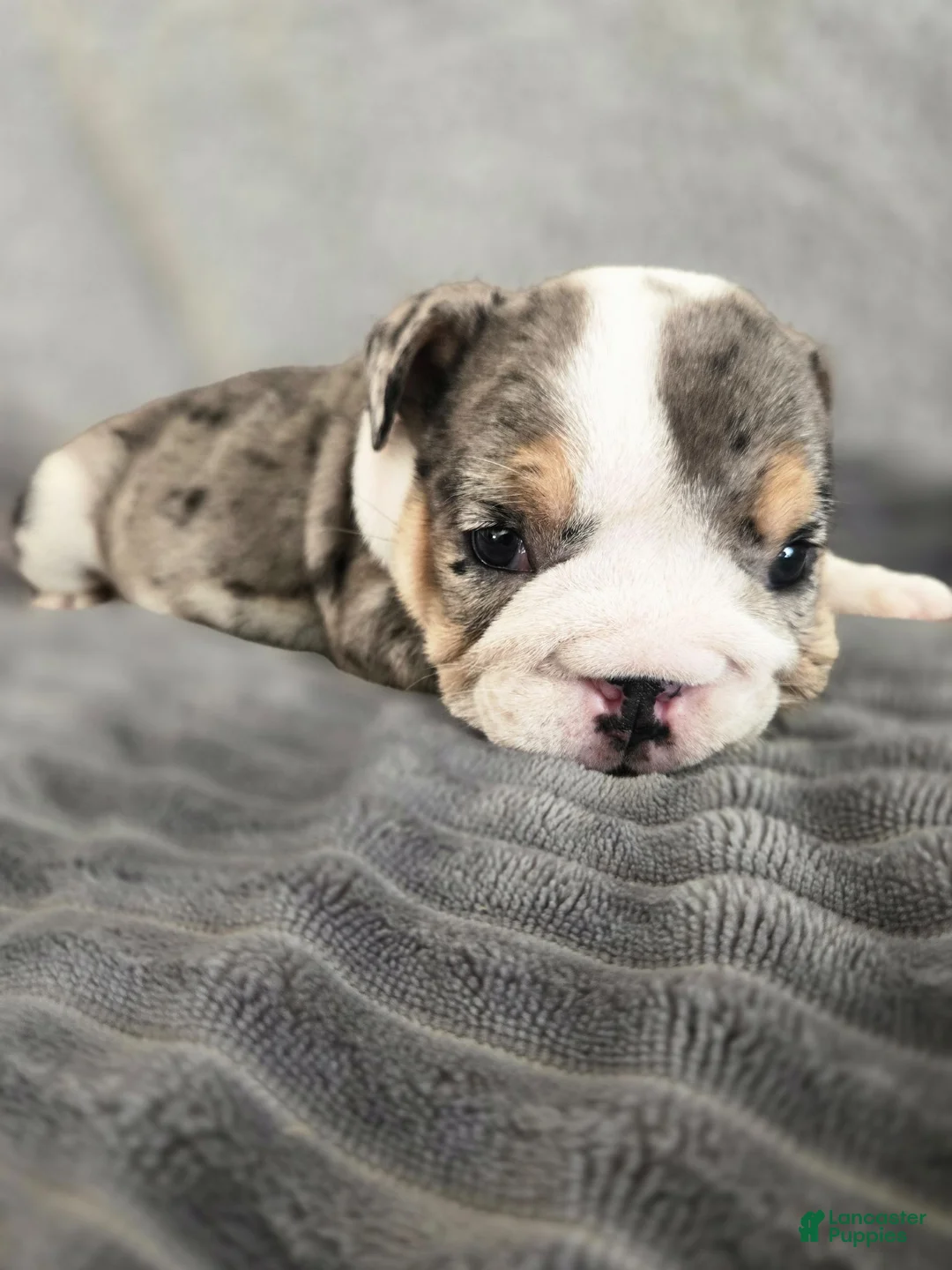 English Bulldog dogs for sale: Rosie - Ad 1