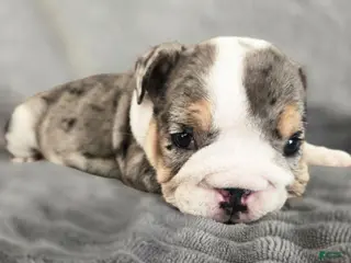 English Bulldog dogs for sale: Rosie - Ad 1