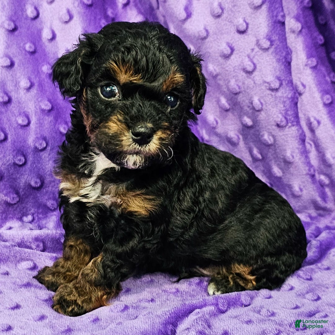 Mixed Breed dogs for sale: Davis - Ad 3