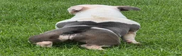 American Bully dogs for sale: Blue  - Ad 4