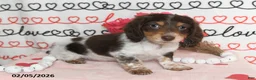 Miniature Dachshund dogs for sale: Reed - Ad 5