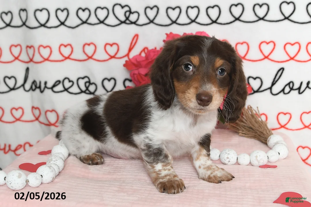 Miniature Dachshund dogs for sale: Reed - Ad 5