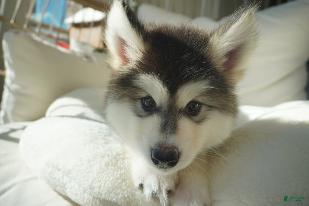 Alaskan Malamute dogs for sale: Dong Dong - Ad 4