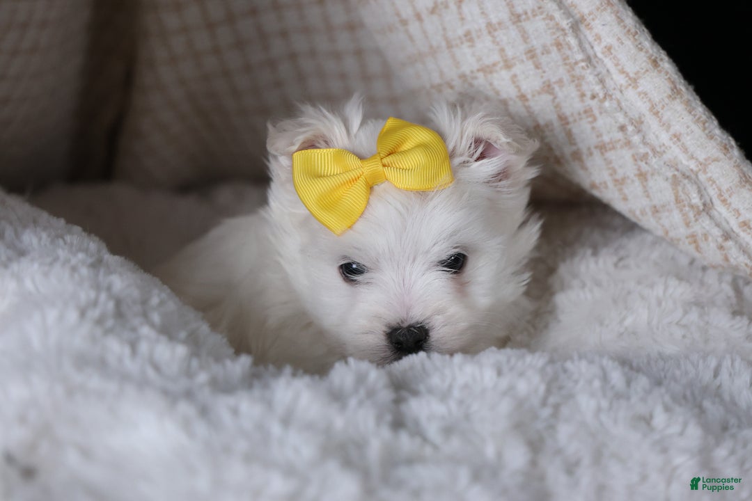 Maltese dogs for sale: ALEX - Ad 13