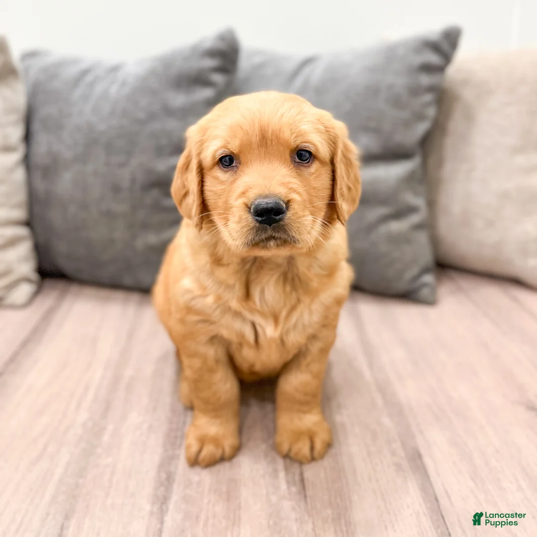 Golden Retriever dogs for sale: Hanna - Ad 2