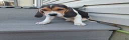 Beagle dogs for sale: STELLA - Ad 2