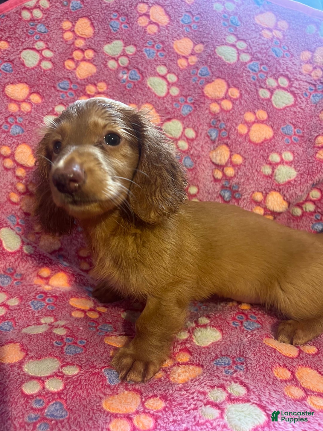 Miniature Dachshund dogs for sale: Briar - Ad 4