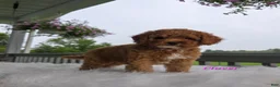 Cavapoo dogs for sale: Clover - Ad 5