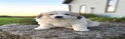 Great Pyrenees dogs for sale: Kate - Ad 1