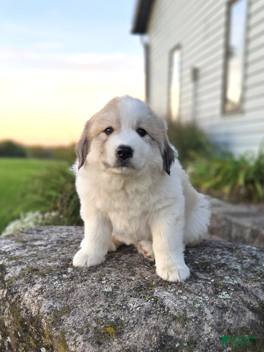 Great Pyrenees dogs for sale: Kate - Ad 1