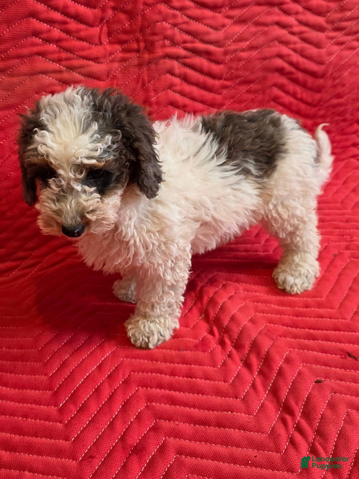 Mini Goldendoodle dogs Juno - Ad 2