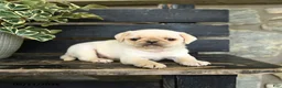 Pug dogs for sale: River - Ad 3
