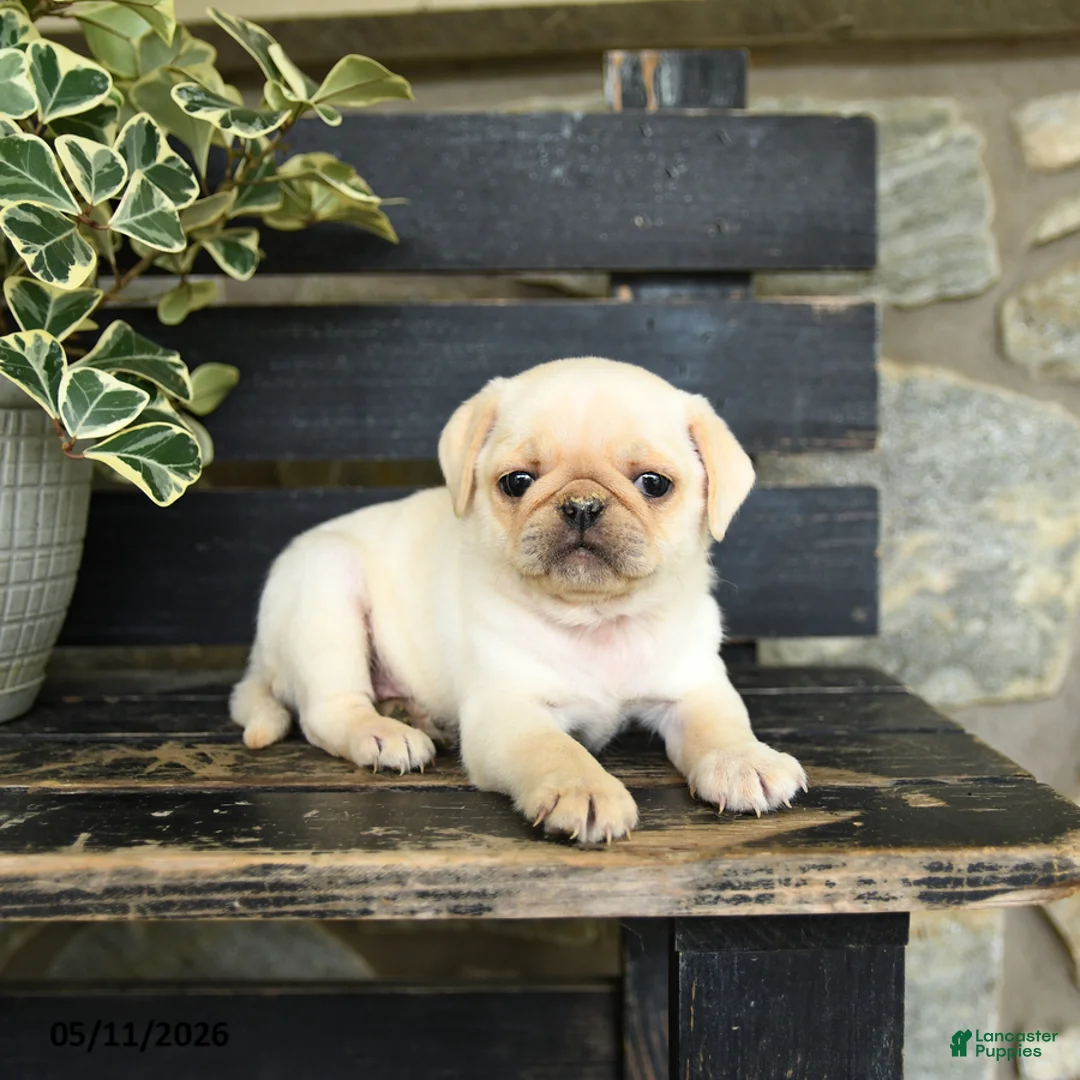 Pug dogs for sale: River - Ad 3