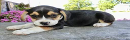 Beabull dogs for sale: Maverick - Ad 7