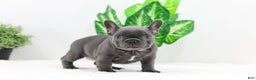 French Bulldog dogs for sale: Esther - Ad 13