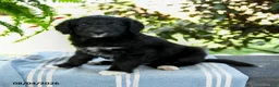 Aussiedoodle dogs for sale: Mariah - Ad 3