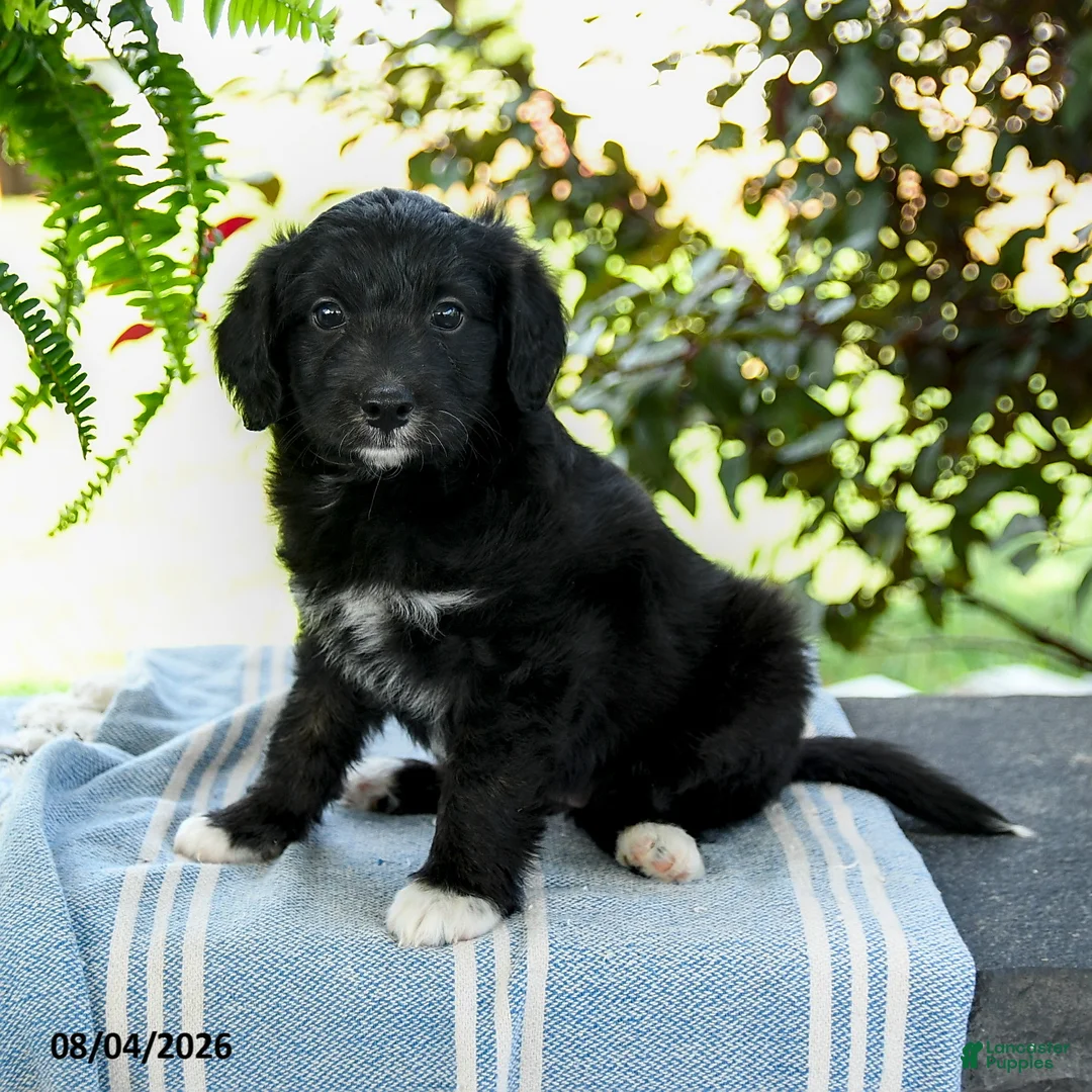 Aussiedoodle dogs for sale: Mariah - Ad 3