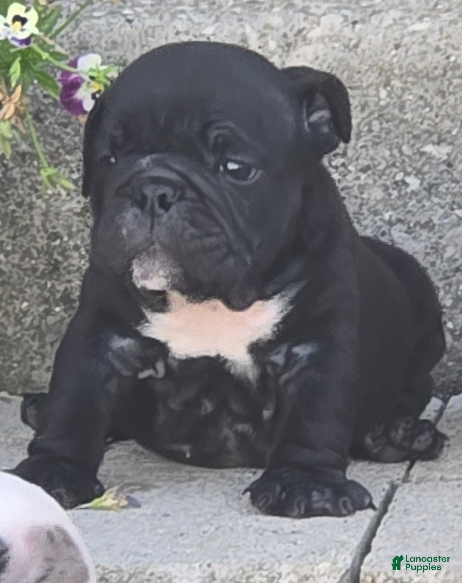 English Bulldog dogs Fred - Ad 1