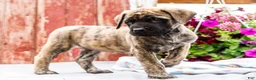 English Mastiff dogs for sale: Malcom - Ad 4