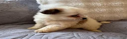 Shorkie dogs for sale: May - Ad 4