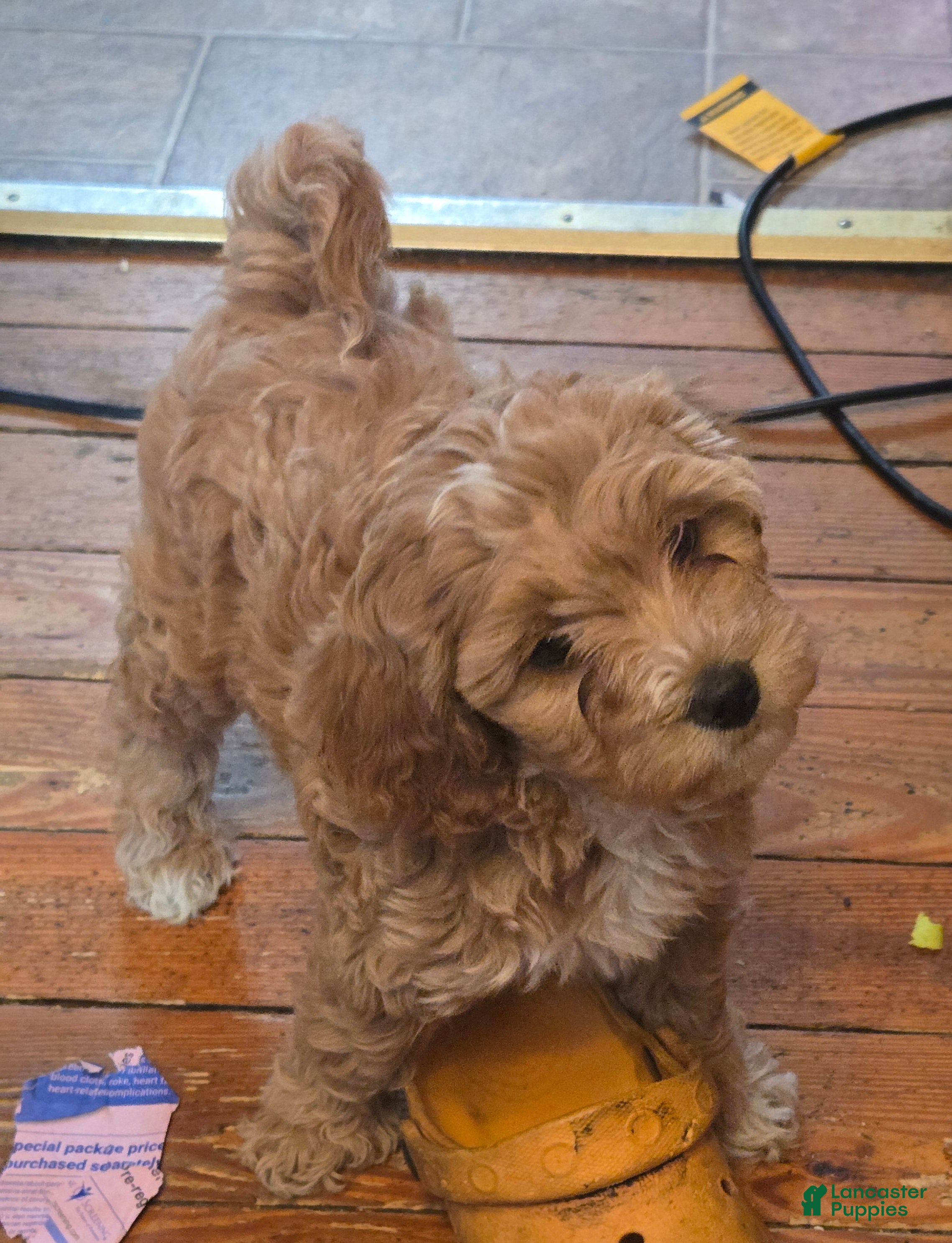 Miniature Poodle dogs Bella  - Ad 2