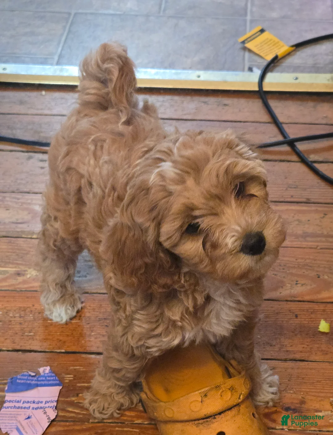 Miniature Poodle dogs for sale: Bella  - Ad 2