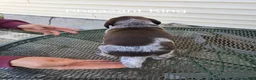 German Shorthaired Pointer dogs for sale: Pheasant King  - Ad 4