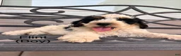 Mini Bernedoodle dogs for sale: Flint - Ad 1