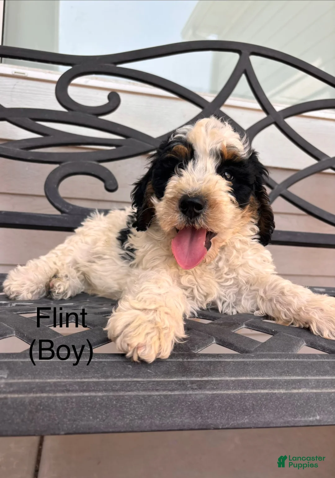 Mini Bernedoodle dogs for sale: Flint - Ad 1