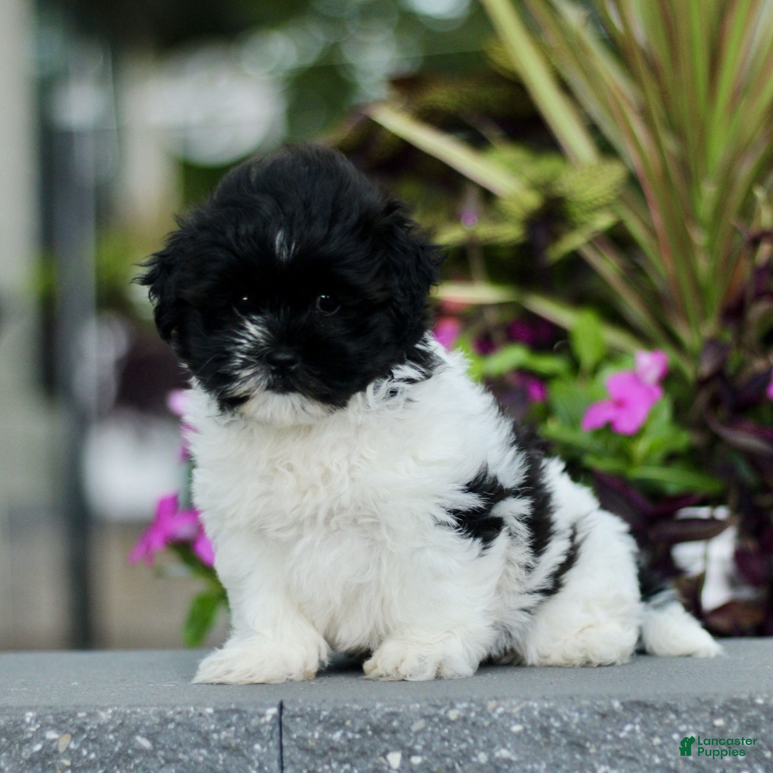 Teddy Bear dogs Sparkle  - Ad 2