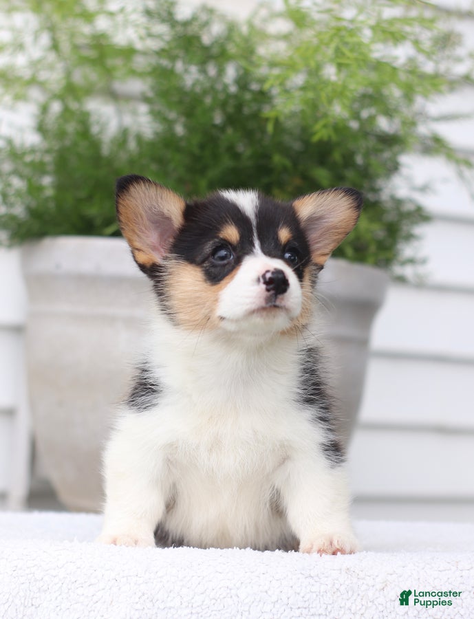 Welsh Corgi Pembroke dogs Tammy - Ad 2
