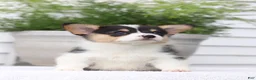 Welsh Corgi Pembroke dogs for sale: Tammy - Ad 2