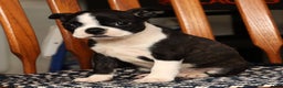 Boston Terrier dogs for sale: Addie - Ad 9