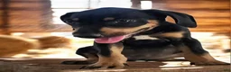 Catahoula Leopard Dog dogs for sale: Jesse 2026 F2 - Ad 4