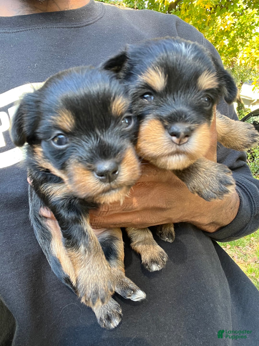Yorkiepoo dogs for sale: Yorkiepoo Puppy 2 (Izzy) - Ad 12